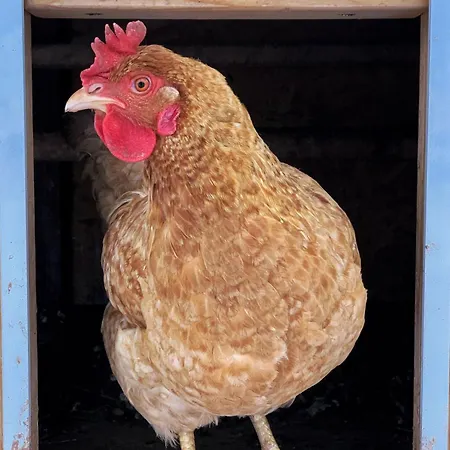 Farma Basarovi 3*
