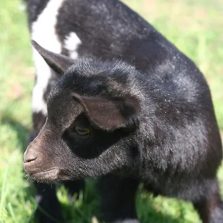 Farma Basarovi Penzion 3*