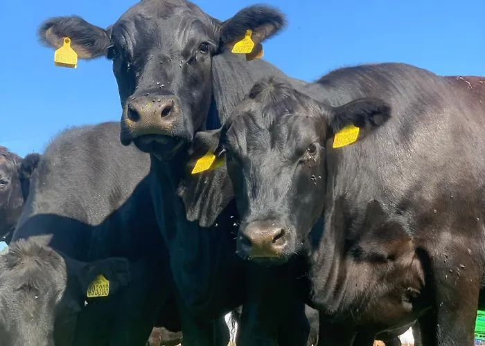 Farma Basarovi Pensjonat Prosecne