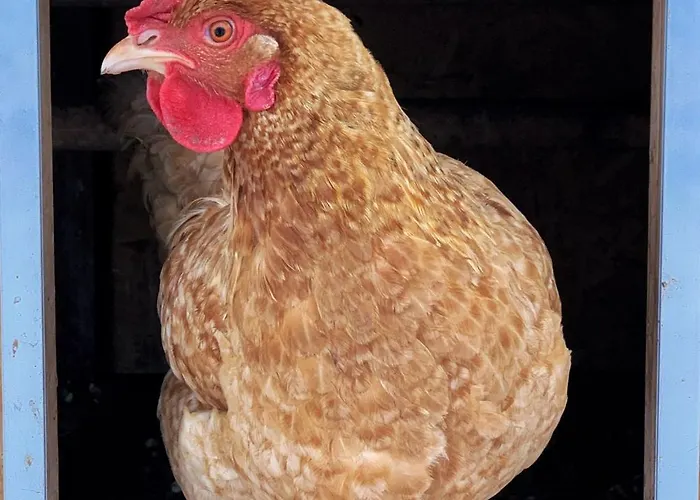 Farma Basarovi 3*